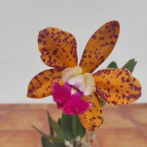 Cattleya 1 haste