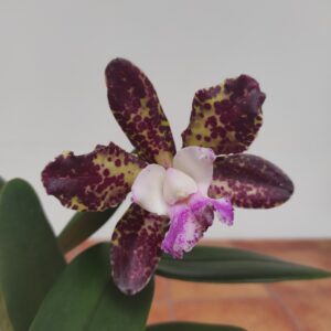Cattleya 1 haste