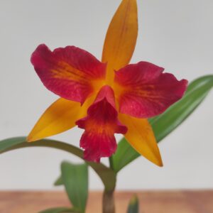 Cattleya 1 haste