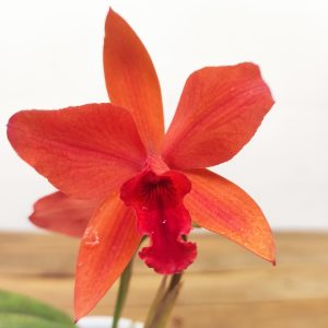 Cattleya