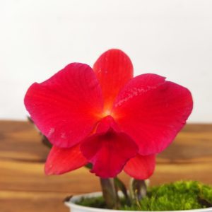 Cattleya
