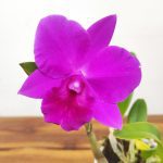 Cattleya