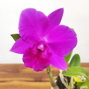 Cattleya