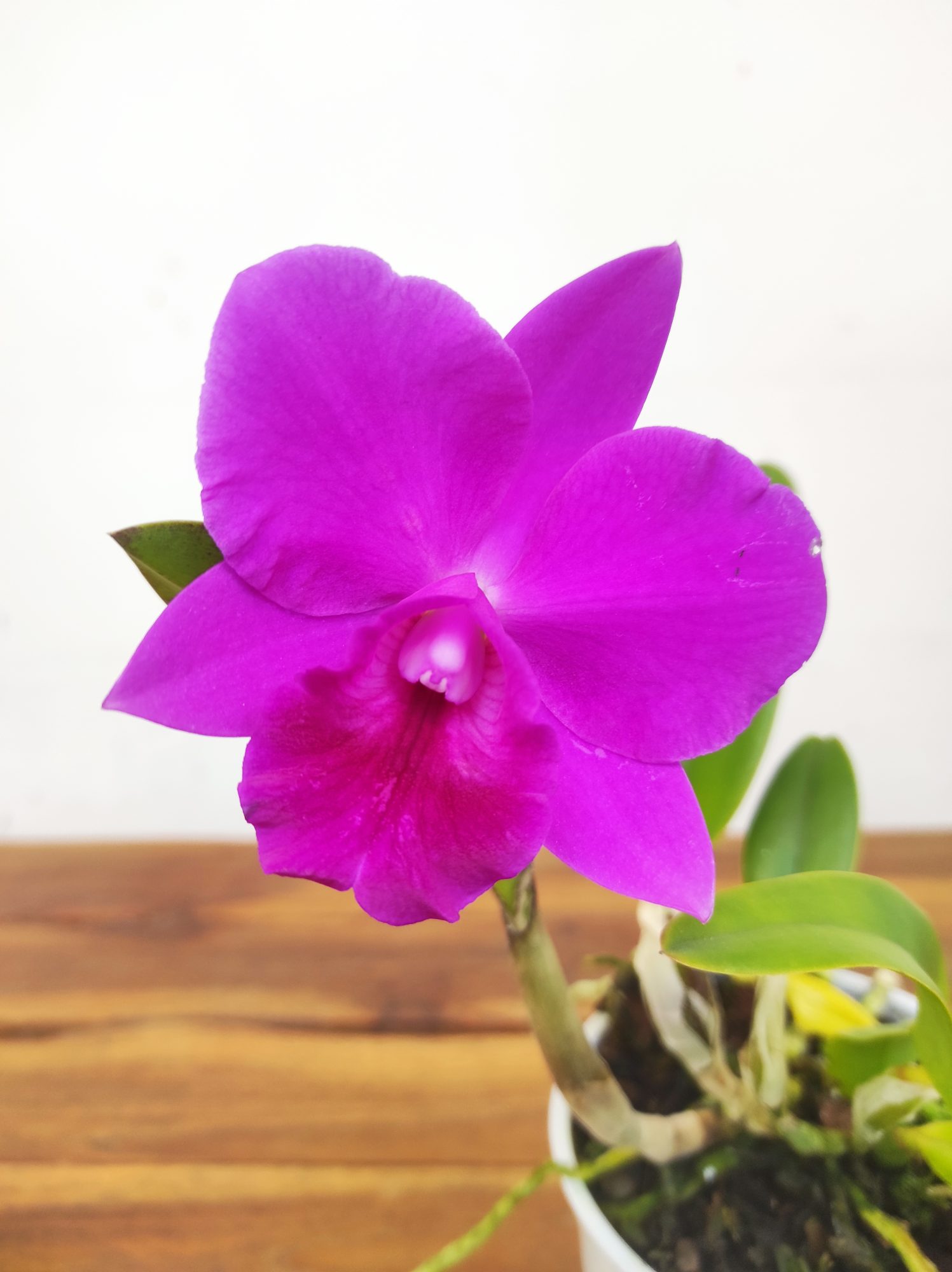 Cattleya