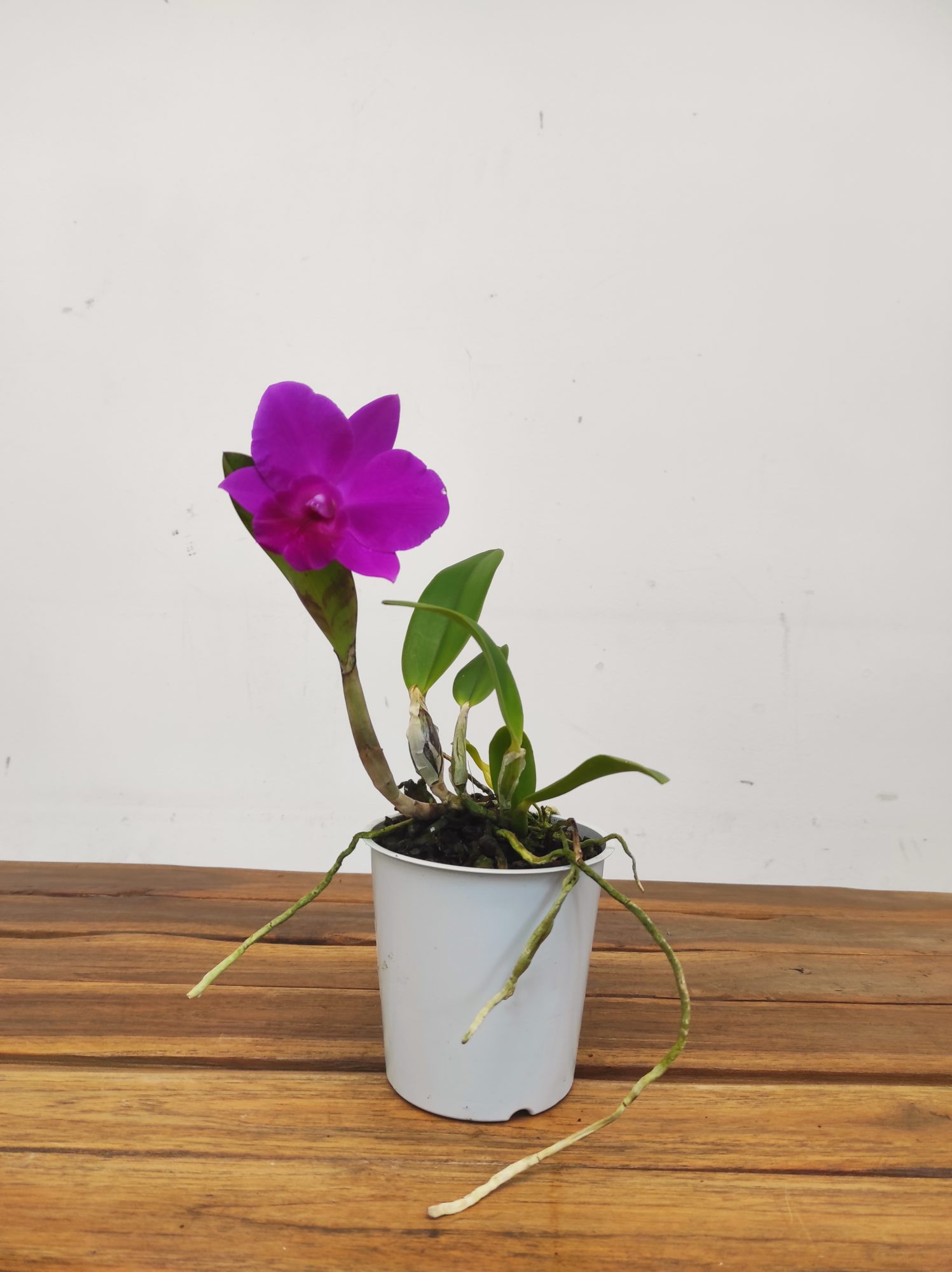 Cattleya - Image 2