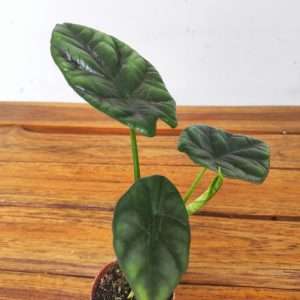 Alocasia Sylver Dragon
