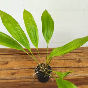 Stanhopea Embreei - Sem flor
