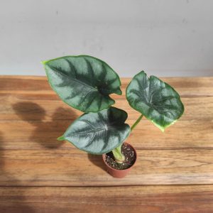 Alocasia Sylver Dragon - V.6