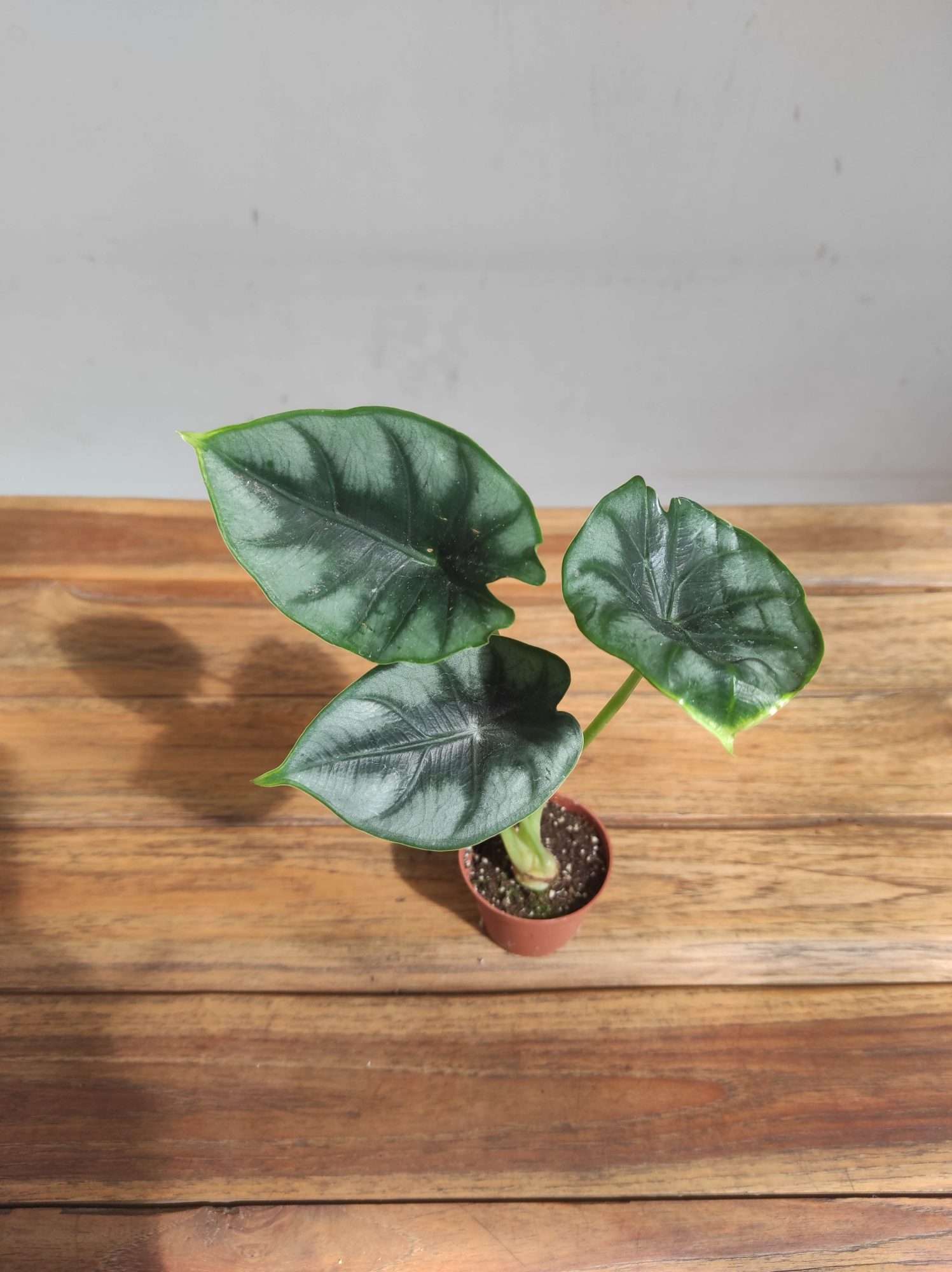 Alocasia Sylver Dragon - V.6