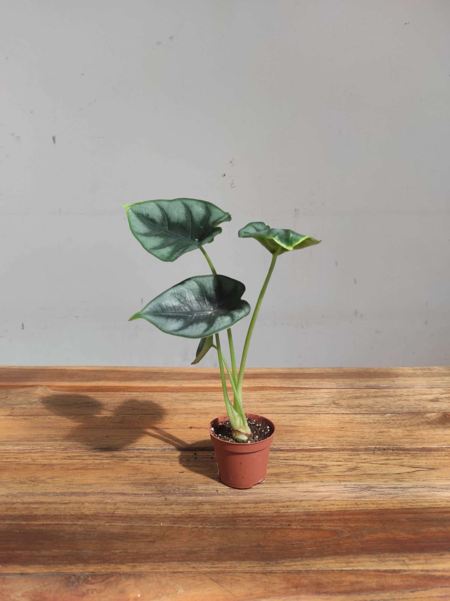 Alocasia Sylver Dragon - V.6 - Image 2