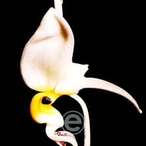 Stanhopea Embreei - Sem flor