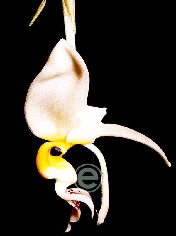 Stanhopea Embreei - Sem flor