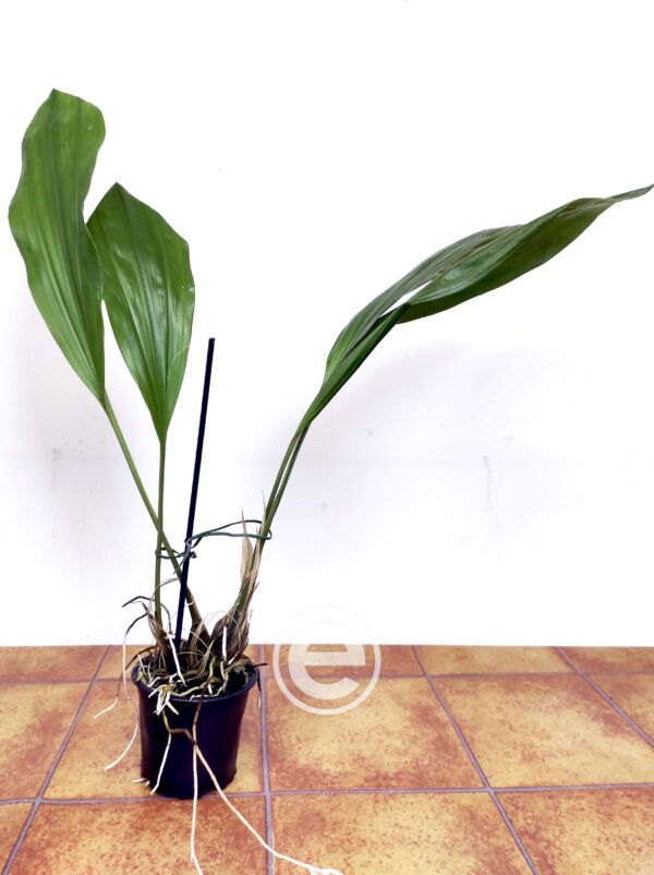 Stanhopea Embreei - Sem flor - Image 2