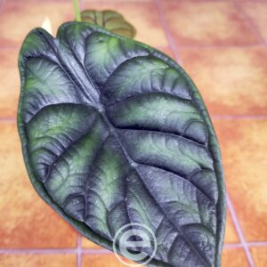 Alocasia Dragon Scale