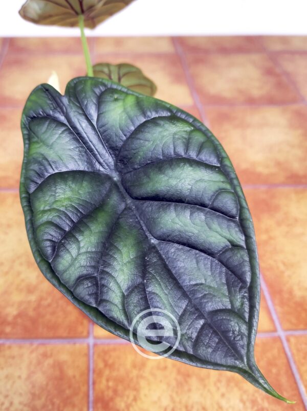 Alocasia Dragon Scale