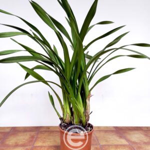 Cymbidium sem flor - Flor Grande