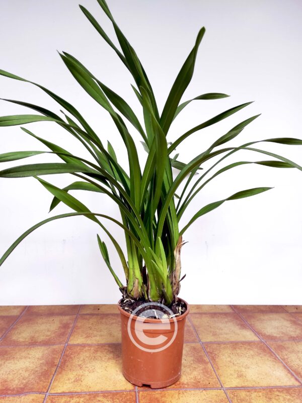 Cymbidium sem flor - Flor Grande