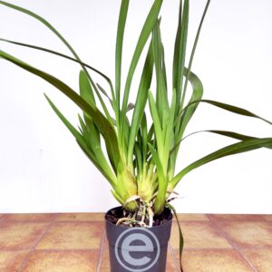 Cymbidium sem flor - Flor Média