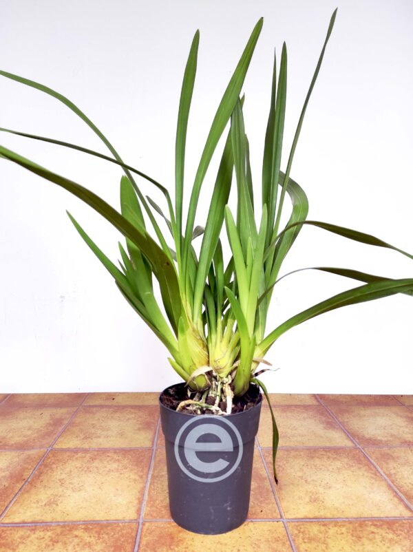 Cymbidium sem flor - Flor Média