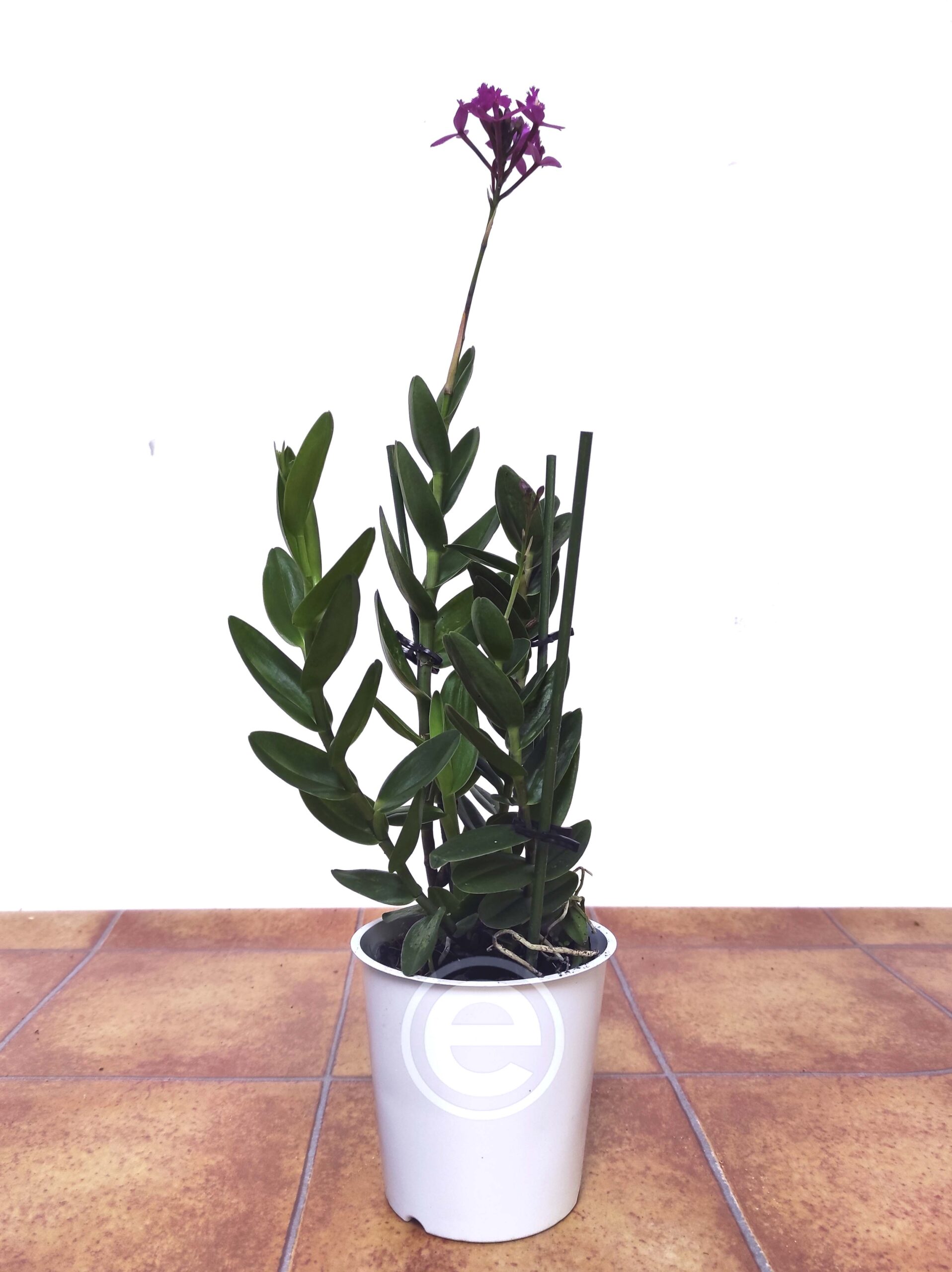 epidrosa12x10-