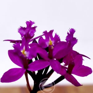 Epidendrum Rosa - Sem Flor