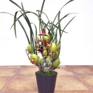 Maxillaria Coco - Sem flor