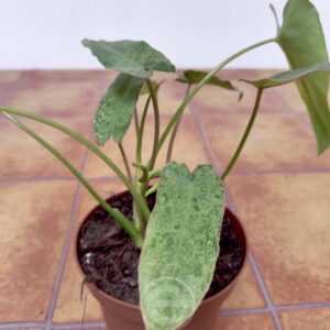Philodendron Paraiso Verde