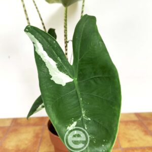 Alocasia Zebrina Variegata