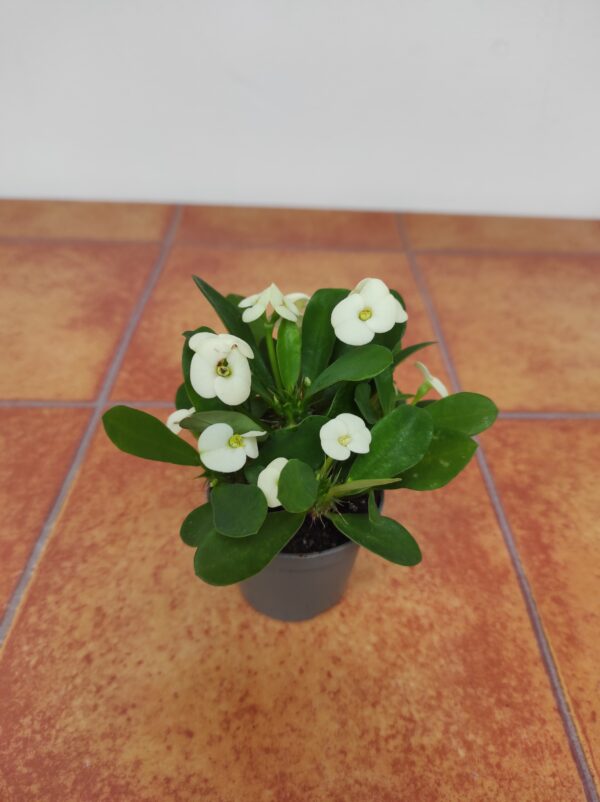Euphorbia Milii - Image 2