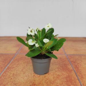 Euphorbia Milii