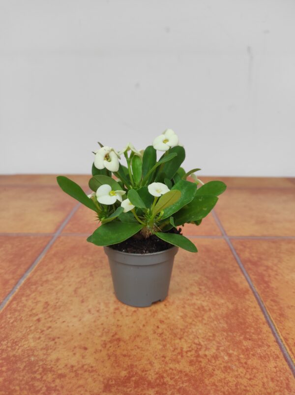 Euphorbia Milii