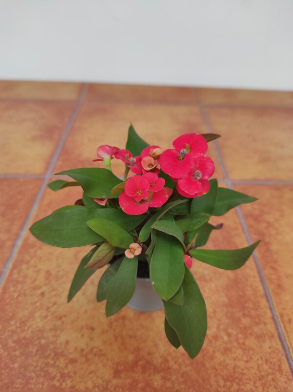 Euphorbia Milii - Image 2