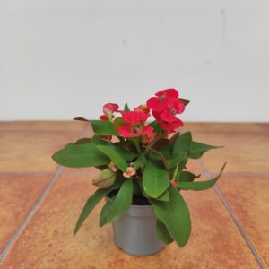 Euphorbia Milii