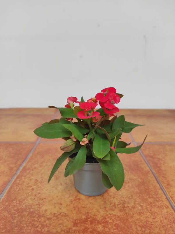 Euphorbia Milii