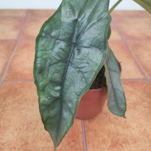 Alocasia Heterophylla 'Dragons Breath'