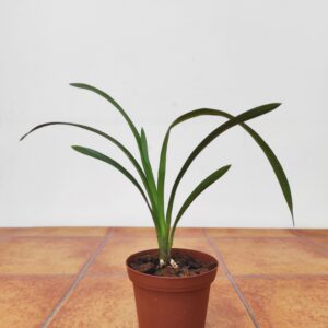 Cymbidium 'Cracker Jack' - Sem Flor