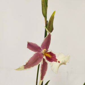 Brassia Summer Dream 1 haste
