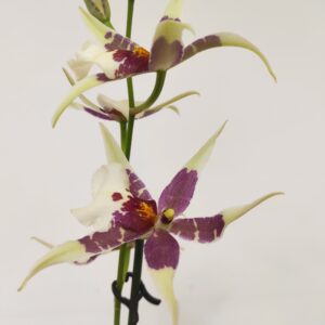 Brassia Summer Dream 1 haste