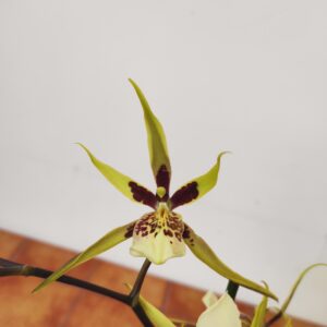 Brassia Summer Dream 1 haste