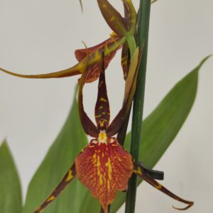Brassia Summer Dream 1 haste