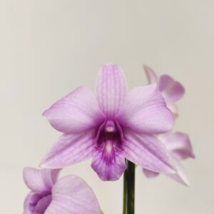 Dendrobium Sa-Nook