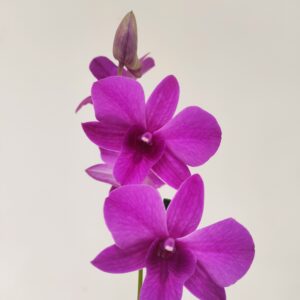 Dendrobium Sa-Nook