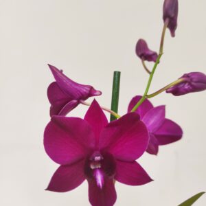 Dendrobium Sa-Nook