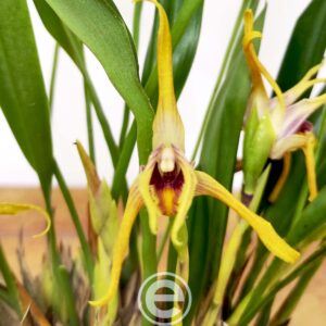 Maxillaria Setigera - Com Flor
