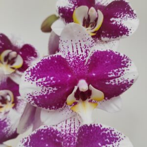 Phalaenopsis ' Ant Barcelona' 2 hastes