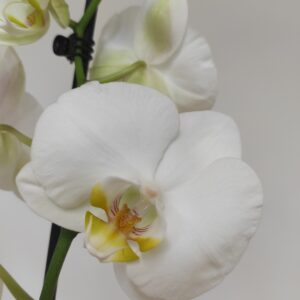 Phalaenopsis 2 hastes
