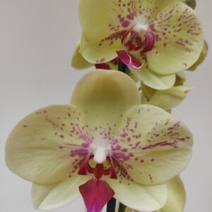 Phalaenopsis 2 hastes
