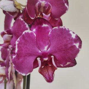 Phalaenopsis 2 hastes