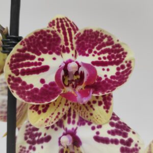 Phalaenopsis 2 hastes