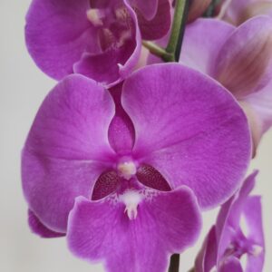 Phalaenopsis 2 hastes